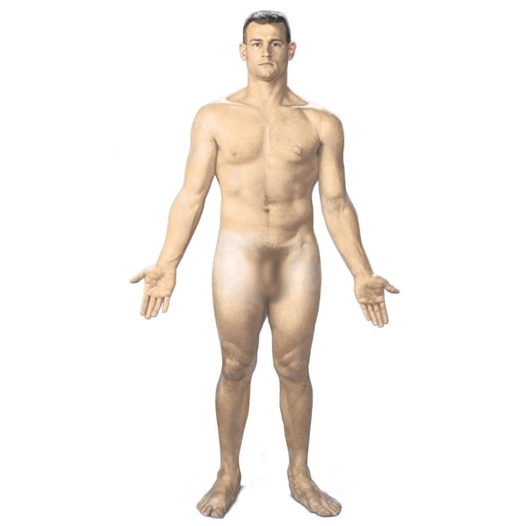 Male Anatomical Position