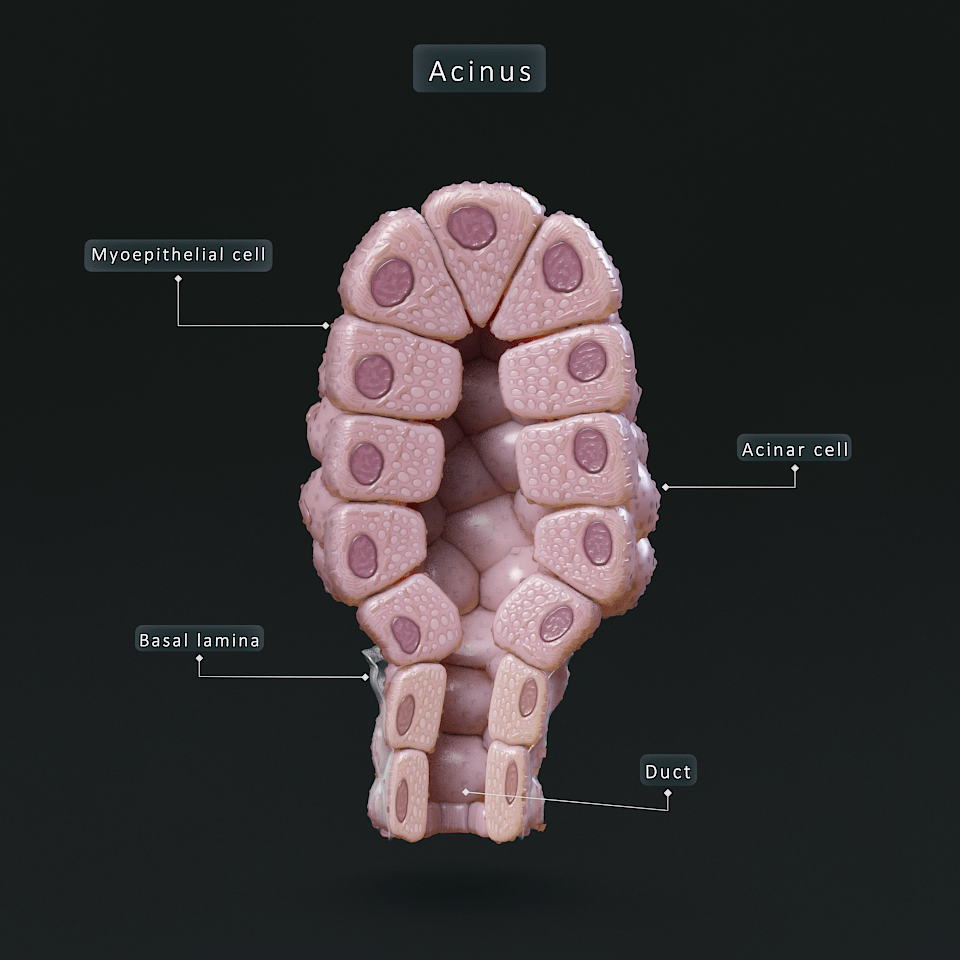 Visual exploration: Acinus